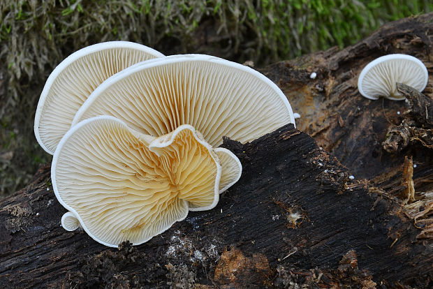 pahliva Crepidotus sp.