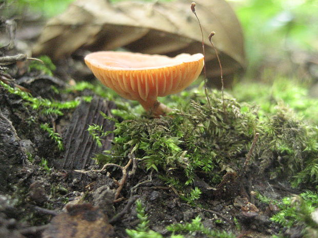 kapucňovka hladká Galerina graminea (Velen.) Kühner