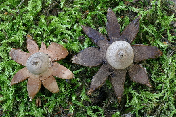 hviezdovka drsná Geastrum campestre Morgan