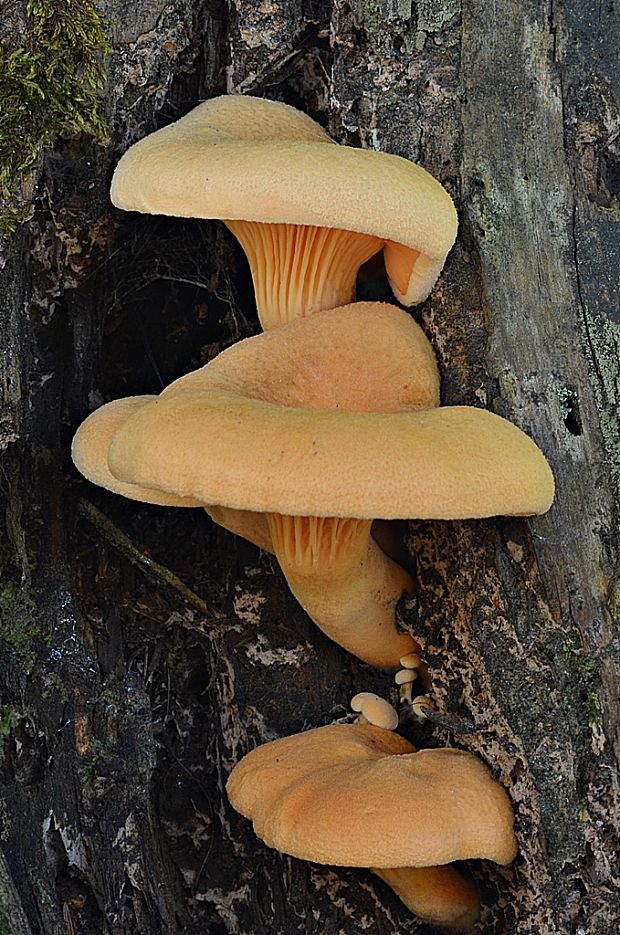 líška oranžová Hygrophoropsis aurantiaca (Wulfen) Maire