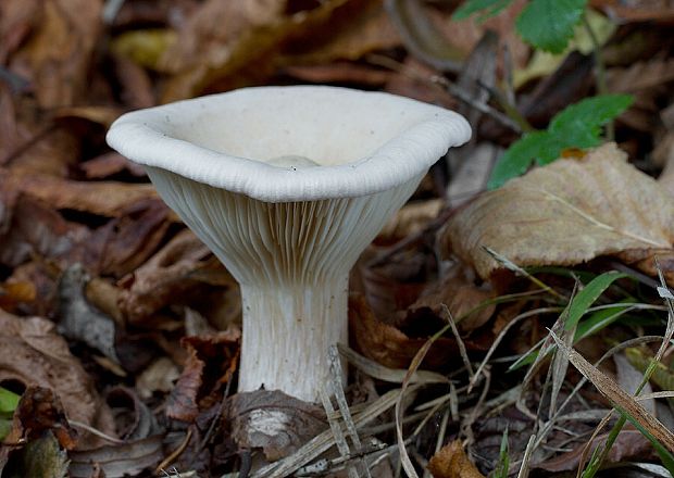 strmuľka veľká Infundibulicybe geotropa (Bull.) Harmaja