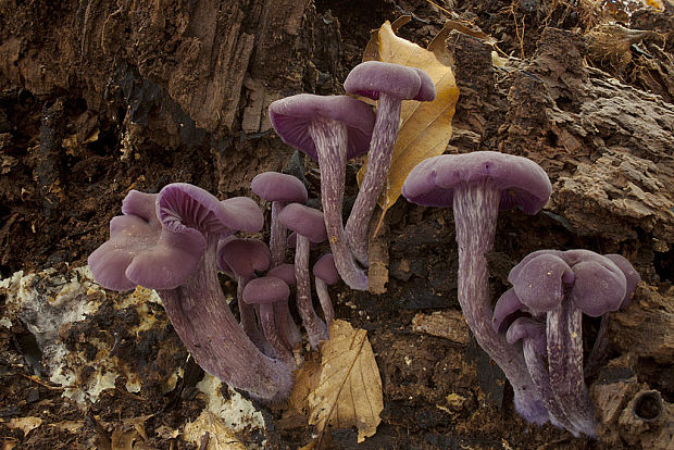 lakovka ametystová Laccaria amethystina (Huds.) Cooke