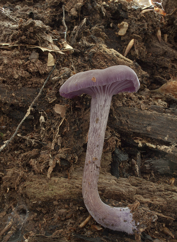 lakovka ametystová Laccaria amethystina (Huds.) Cooke