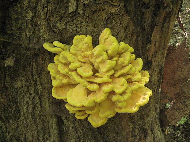 sírovec obyčajný Laetiporus sulphureus (Bull.) Murrill