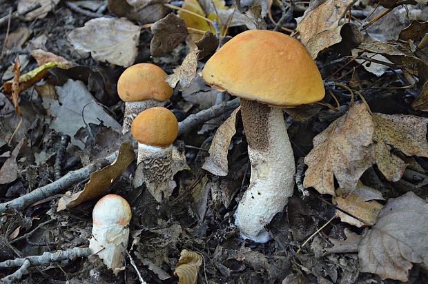 kozák osikový Leccinum albostipitatum den Bakker & Noordel.