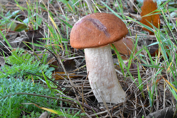 kozák dubový Leccinum aurantiacum (Bull.) Gray