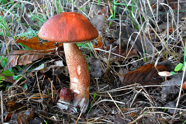 kozák dubový Leccinum aurantiacum (Bull.) Gray