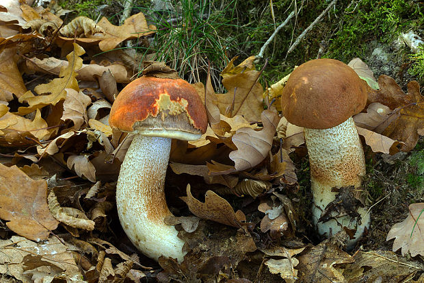 kozák dubový Leccinum aurantiacum (Bull.) Gray