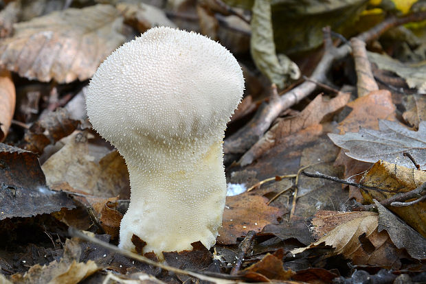 prášnica bradavičnatá Lycoperdon perlatum Pers.