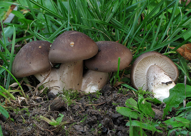 strmulec parkový Lyophyllum loricatum ? (Fr.) Kühner ex Kalamees