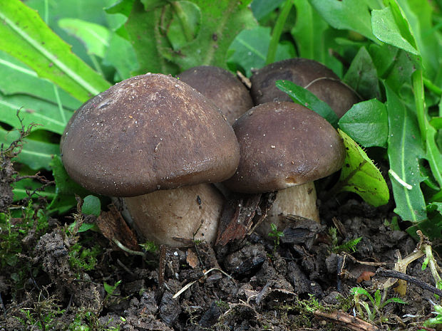 strmulec parkový Lyophyllum loricatum ? (Fr.) Kühner ex Kalamees