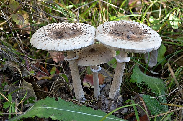 bedľa štíhla Macrolepiota mastoidea (Fr.) Singer