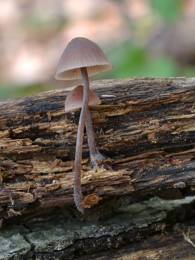 prilbička krvavomliečna Mycena haematopus (Pers.) P. Kumm.