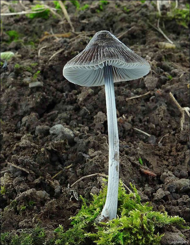 prilbička ryhovaná Mycena polygramma (Bull.) Gray