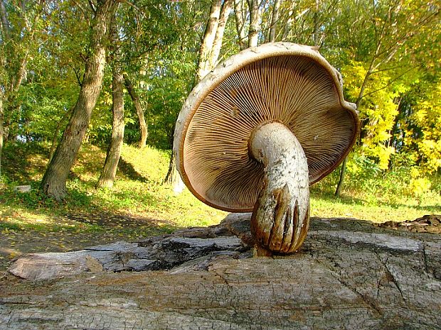 šupinovka zhubná Pholiota populnea (Pers.) Kuyper et Tjall.-Beuk.