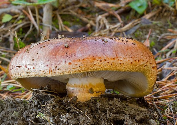 čírovka prstencová Tricholoma batschii Gulden