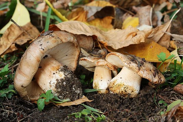 čírovka topoľová Tricholoma populinum J.E. Lange