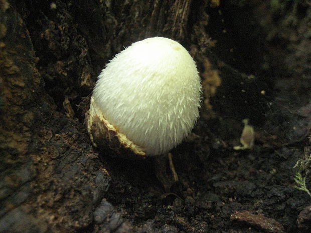 pošvovec stromový Volvariella bombycina (Schaeff.) Singer