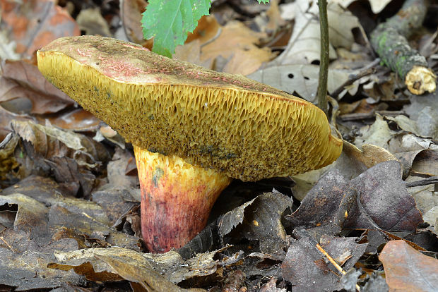 suchohríb Xerocomus sp.