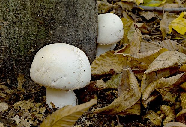 pečiarka ovčia Agaricus arvensis Schaeff.