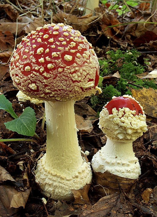 muchotrávka červená Amanita muscaria (L.) Lam.