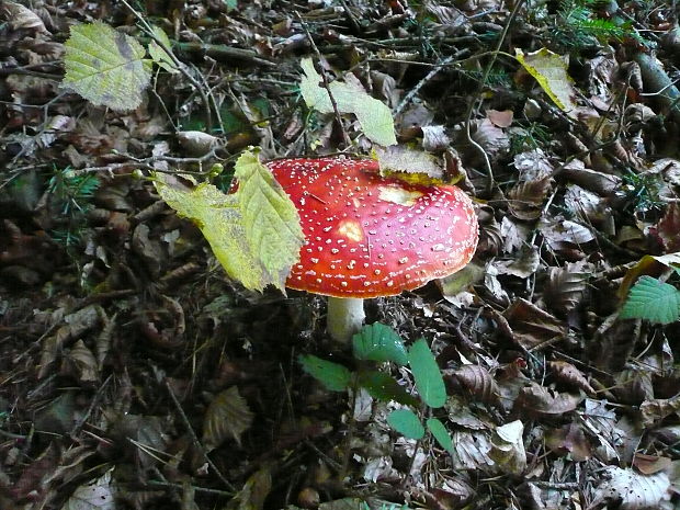 muchotrávka červená Amanita muscaria (L.) Lam.