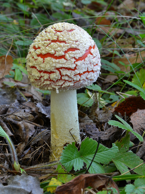 muchotrávka červená Amanita muscaria (L.) Lam.