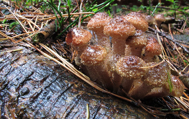 podpňovka obyčajná Armillaria mellea (Vahl) P. Kumm.