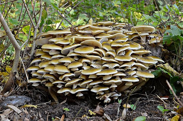 podpňovka obyčajná Armillaria mellea (Vahl) P. Kumm.