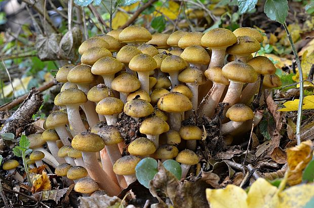 podpňovka obyčajná Armillaria mellea (Vahl) P. Kumm.