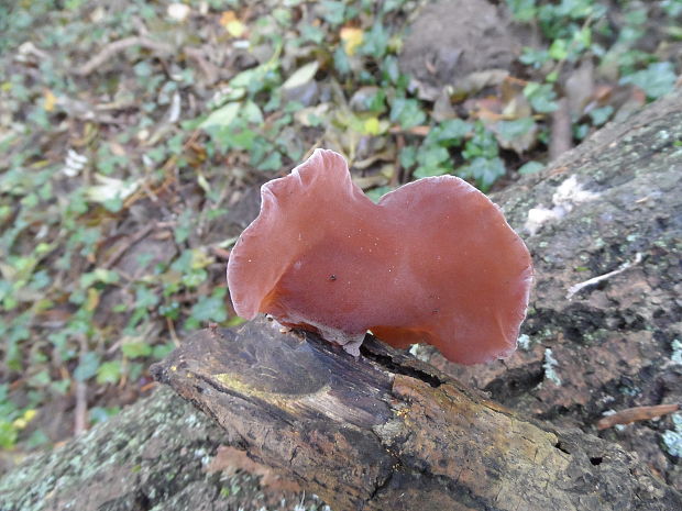 uchovec bazový Auricularia auricula-judae (Bull.) Quél.