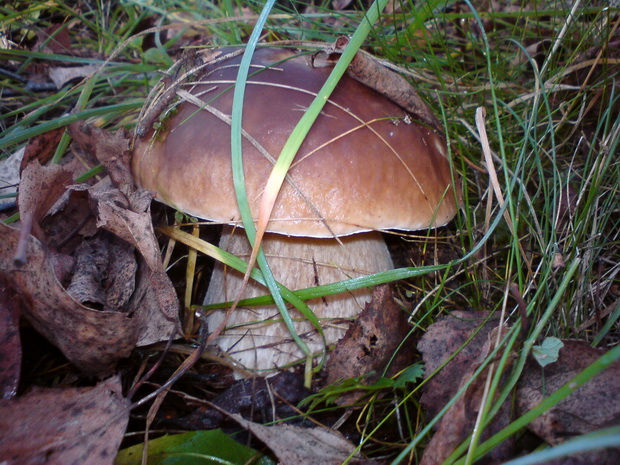 hríb smrekový Boletus edulis Bull.