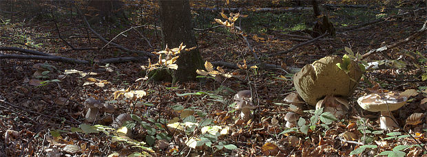 hríb smrekový Boletus edulis Bull.