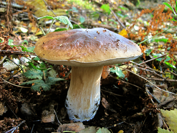 hríb smrekový Boletus edulis Bull.