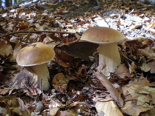 hríb smrekový Boletus edulis Bull.