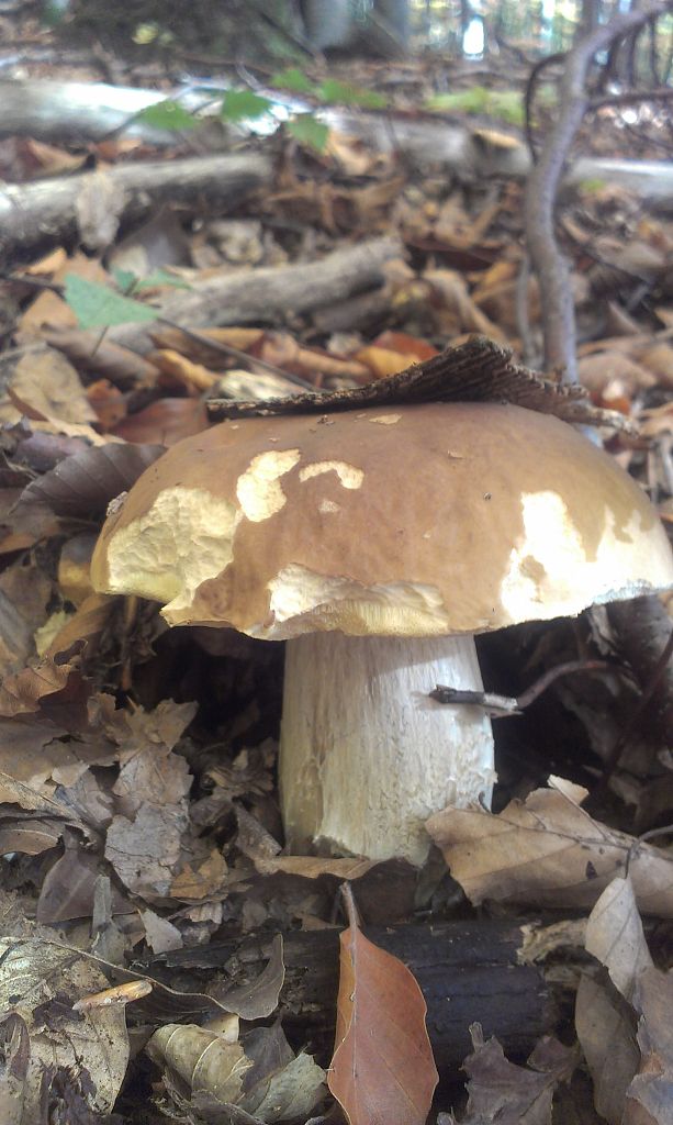 hríb smrekový Boletus edulis Bull.