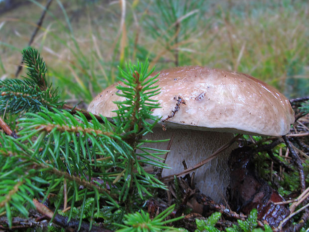 hríb smrekový Boletus edulis Bull.