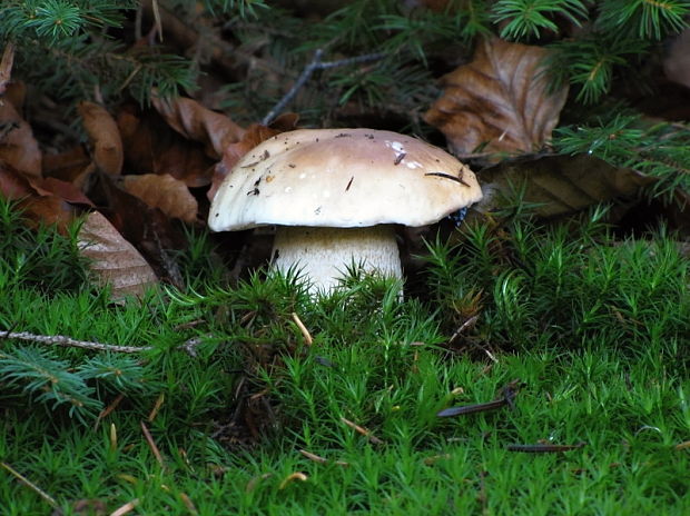 hríb smrekový Boletus edulis Bull.