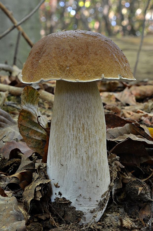 hríb smrekový Boletus edulis Bull.