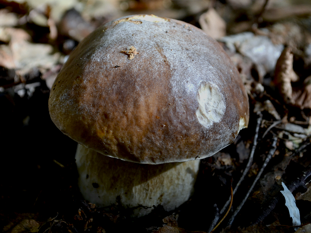 hríb dubový Boletus reticulatus Schaeff.