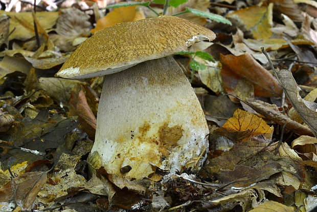 hríb dubový ? Boletus reticulatus Schaeff.