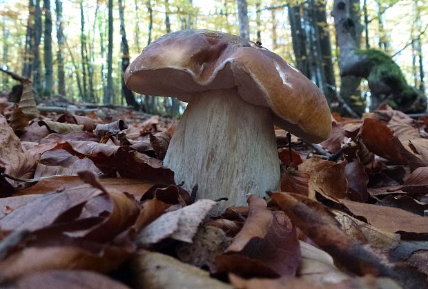 hríb Boletus sp.