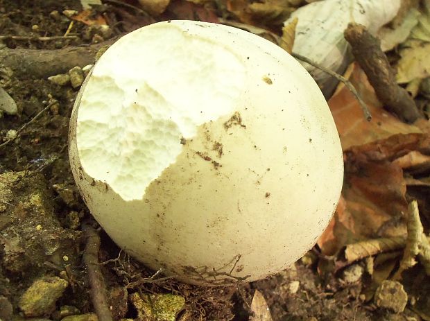 vatovec obrovský Calvatia gigantea (Batsch) Lloyd