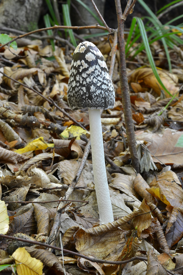 hnojník strakatý Coprinopsis picacea (Bull.) Redhead, Vilgalys & Moncalvo