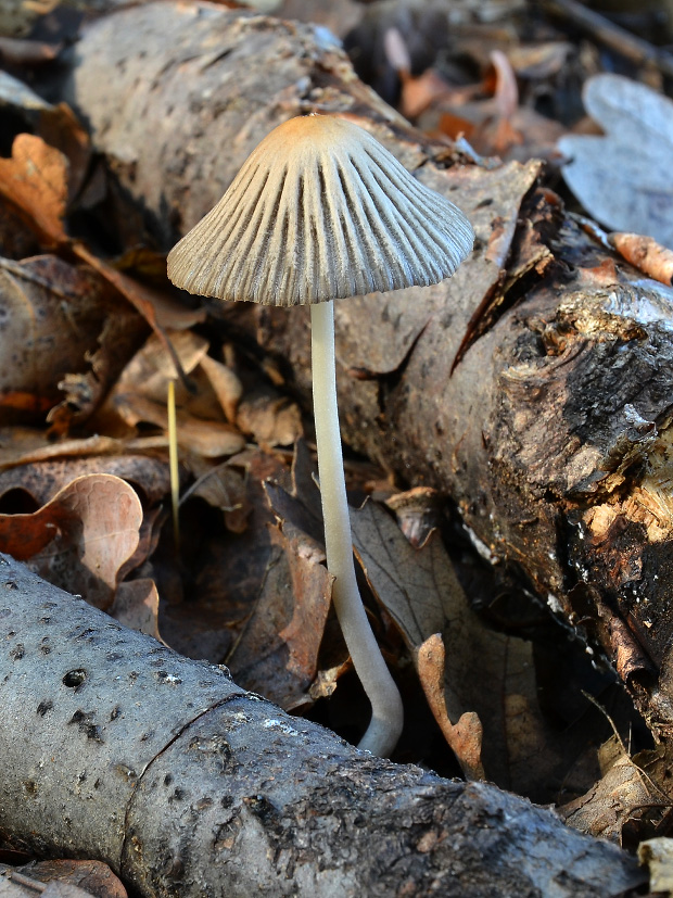 hnojník Coprinus sp.