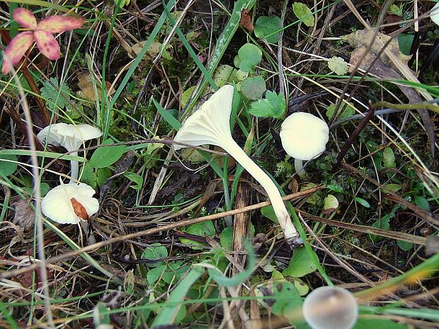 lúčnica snehobiela Cuphophyllus virgineus (Wulfen) Kovalenko