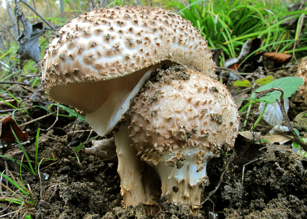 bedlička ostrošupinatá Echinoderma asperum (Pers.) Bon