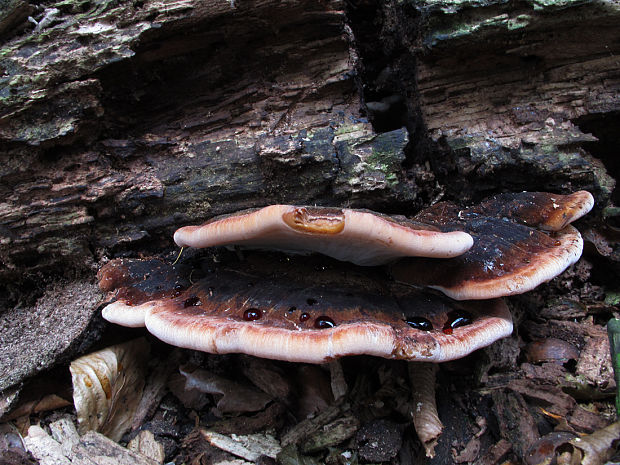 pečeňovec dubový Fistulina hepatica (Schaeff.) With.