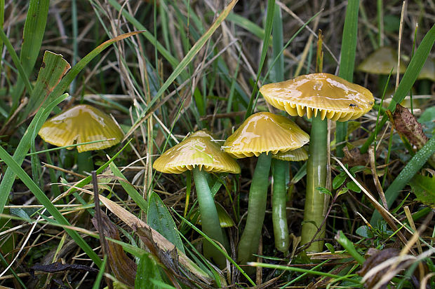 lúčnica žltozelená Gliophorus psittacinus (Schaeff.) Herink