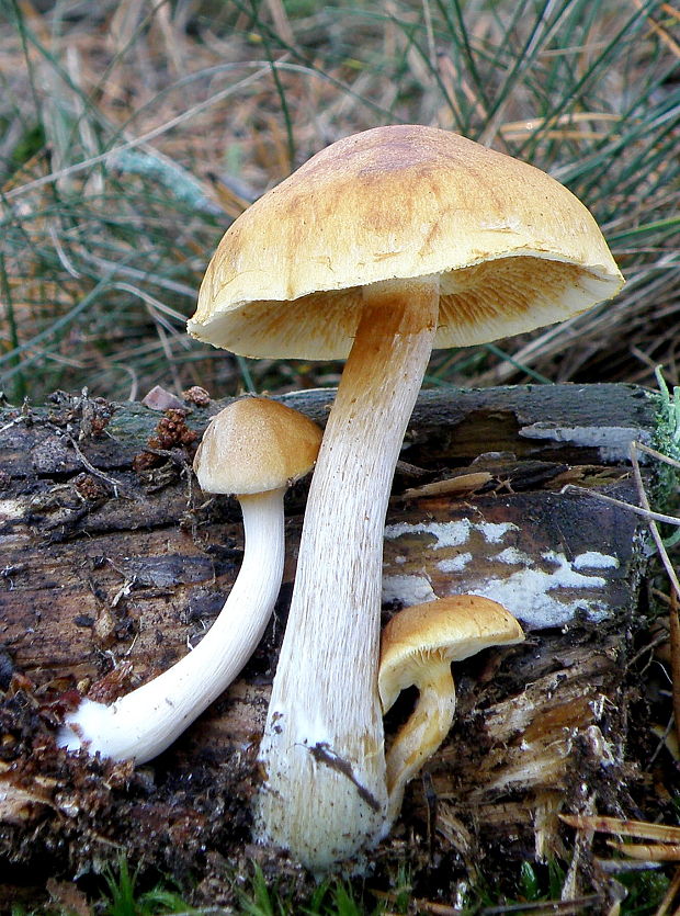 šupinovec nevoňavý Gymnopilus penetrans (Fr.) Murrill